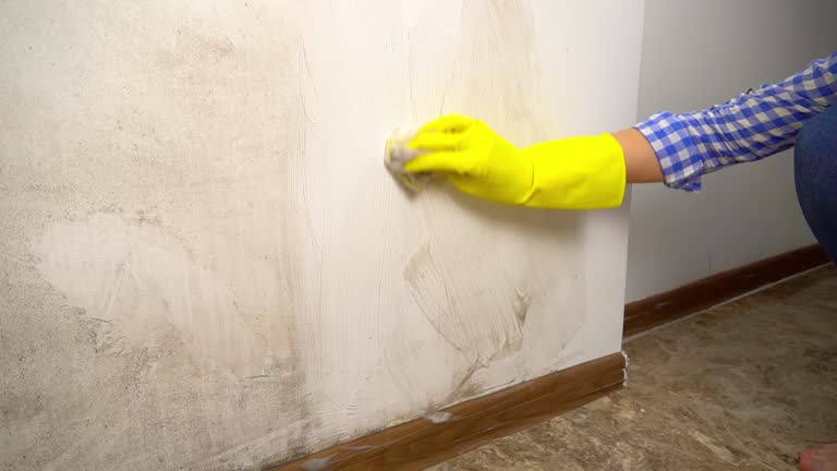 Best Black Mold Removal  in Baker City, OR