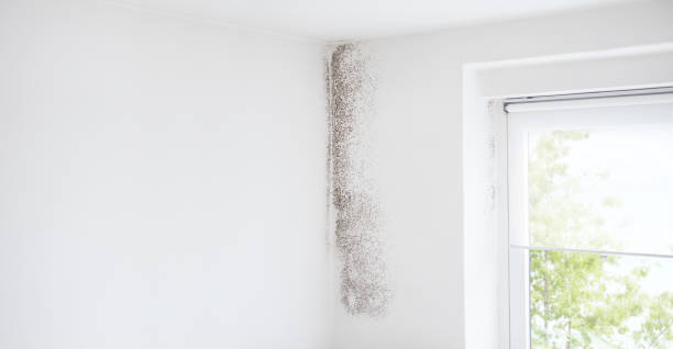 Best Industrial Mold Remediation  in Baker City, OR