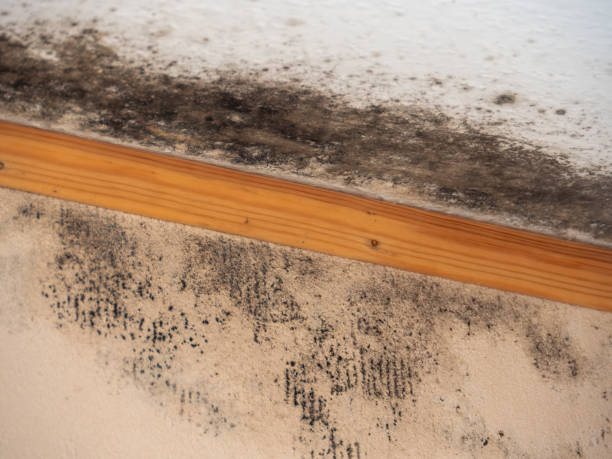 Best Real Estate Mold Inspection  in Baker City, OR