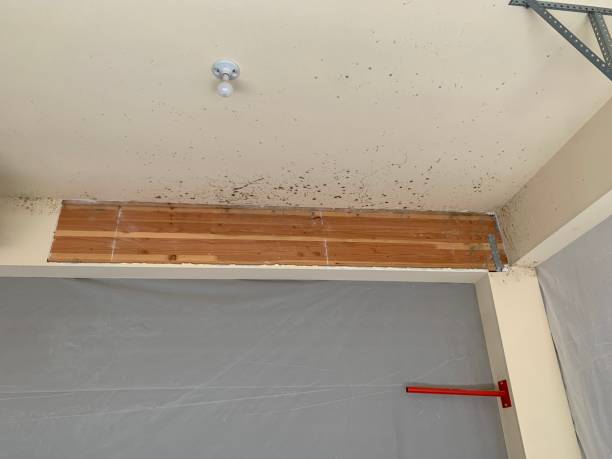 Mold Removal for HVAC Installations in Baker City, OR