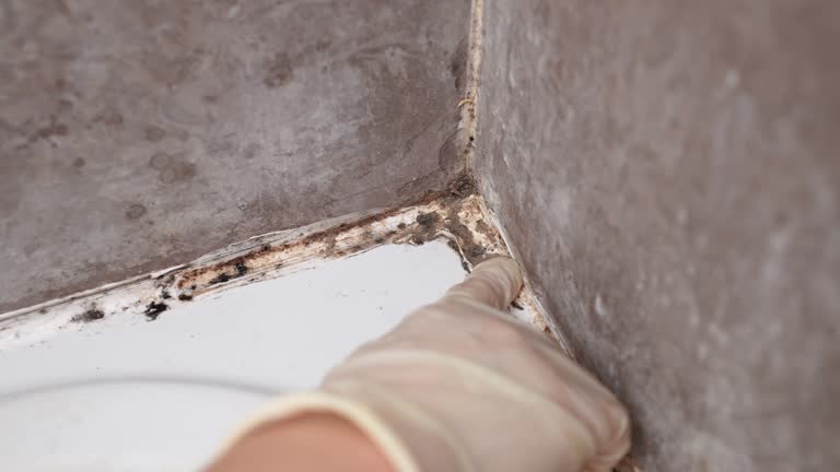 Best Mold Removal for HVAC Installations  in Baker City, OR